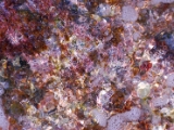 gallipoli_italy_marine_life_2.jpg
