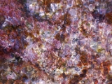 gallipoli_italy_marine_life_5.jpg