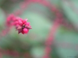 flower_001 * cute n tiny. hokkaido university botanical gardens, sapporo, japan