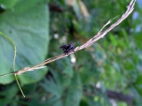 housefly_mating_001 * houseflies mating. Tomomitsu Minato's guesthouse premises, Usu, South Hokkaido