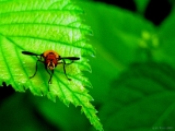 insect_005 * relaxing. hokkaido university botanical gardens, sapporo, japan