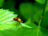 insect_007 * relaxing. hokkaido university botanical gardens, sapporo, japan