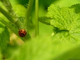 japan-insects