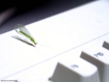 mayfly-amimekagerou * Mayfly on my keyboard. Mayflys are aquatic insects where the immature stage occurs in fresh water (called naiads). The adults are short-lived, maybe as little as a few hours to a day or two, depending on the species.
