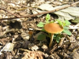 mushroom_hokkaido_botanical _garden_001 * focus on the tiny one. hokkaido university botanical gardens, sapporo, japan