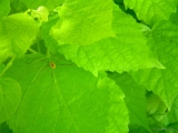 spider_camoflague_003.jpg