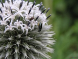 urumbu_vandu * ant and the bug. hokudai botanical gardens, sapporo
