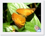 India-Kerala-Butterflies * Butterflies of Kerala and India * (21 Slides)