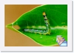 caterpillar * Butterflies of Kerala and India * (12 Slides)