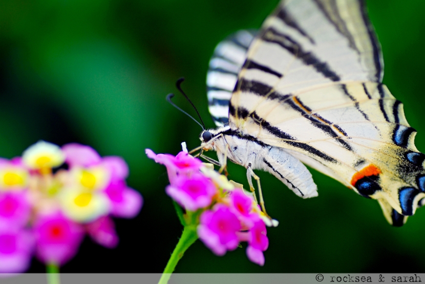 common yellow swallotail