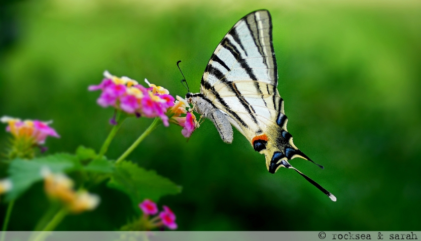 common yellow swallowtail