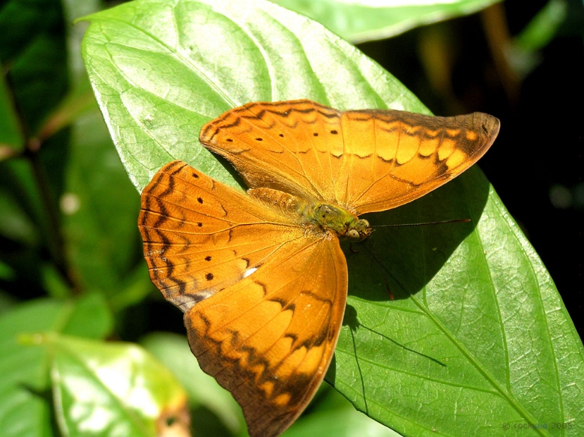 tamil_yeoman_butterfly_010