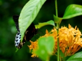 blue_mormon_002.jpg