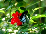 blue_mormon_003 * The blue mormon butterfly, papilio polymnestor, on a hibiscus flower.