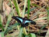 common_blue_bottle_001 * the common bluebottle butterfly, graphium sarpedon @ by the banks of Bharathapuzha, Malappuram, Kerala, India.