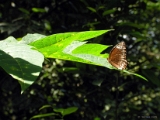 common_palmfly_butterfly_002 * Common Palmfly. elymnias hypermnestra agina
 Family: Nymphalidae Subfamily:  Satyrinae
basking in the sun. I couldn't get it wings spread @ home, kerala