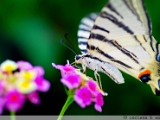 common_yellow_swallowtail_001.jpg