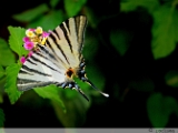 common_yellow_swallowtail_002.jpg