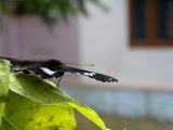 great_eggfly_butterfly_003 * ready for the launch. great eggfly. hypolimnas bolina. @ home, kerala