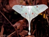 indian_moon_moth_001.jpg