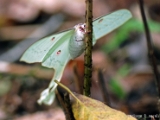 indian_moon_moth_002.jpg