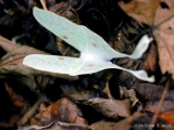 indian_moon_moth_003.jpg