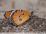 oriental_plain_tiger_male_001.jpg