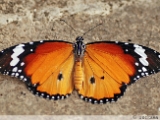 oriental_plain_tiger_male_002.jpg