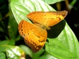 lepidoptera