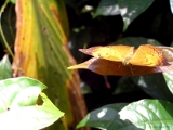 tamil_yeoman_butterfly_009
