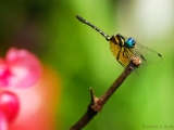 blue_darner_001.jpg