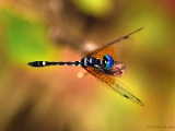 blue_darner_002.jpg