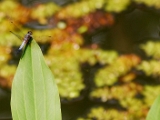 blue_marsh_hawk_001.jpg