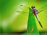 blue_marsh_hawk_003.jpg