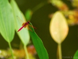 crimson_mash_glider_001.jpg
