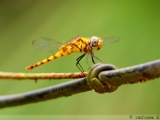 crimson_mash_glider_003.jpg