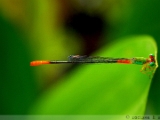 orange_tailed_mash_dart_001.jpg