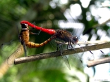 orthetrum_chrysis_dragonfly_mating_002.jpg