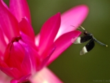 pied_paddy_skimmer_001.jpg