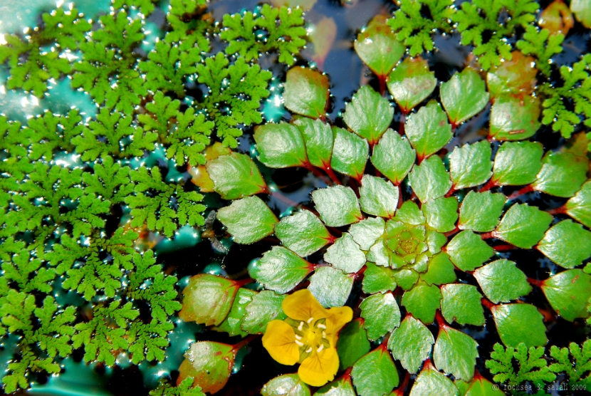 water chest nut or the trapa natans and azolla