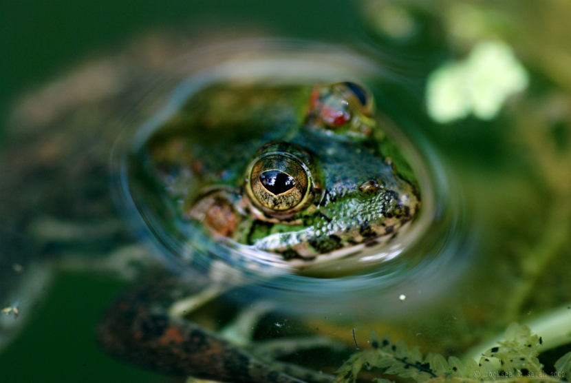 indian skittering frog, euphlyctis cyanophlyctis