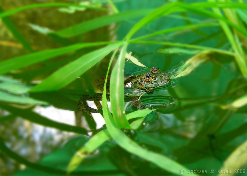 indian skittering frog, euphlyctis cyanophlyctis