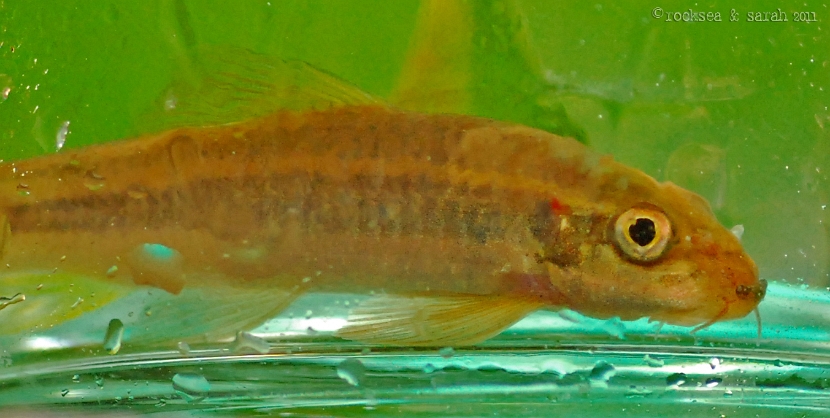 garra mullya, close-up of the jaw