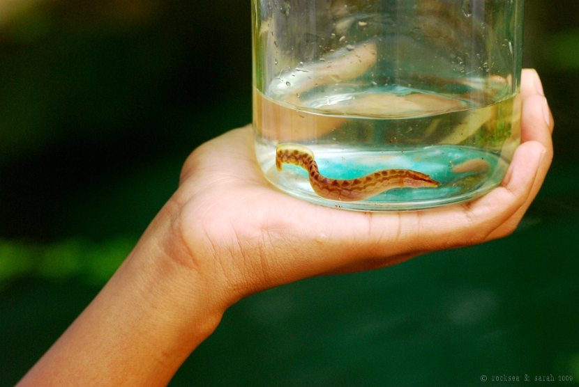 tire track spiny eel, mastacembelus armatus, from Meenachil River, Kerala