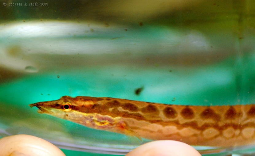 tire track spiny eel, mastacembelus armatus, from Meenachil River, Kerala