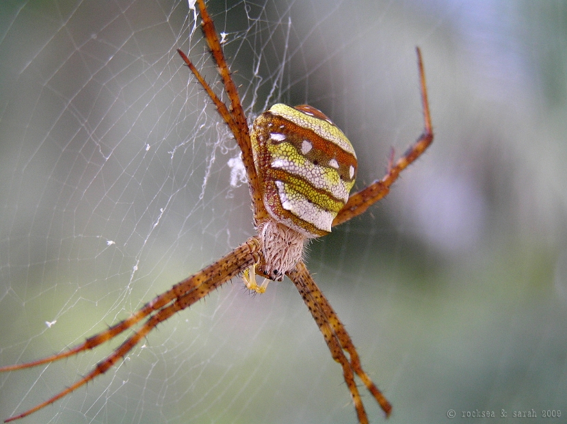 signature spider, argiope anasuja