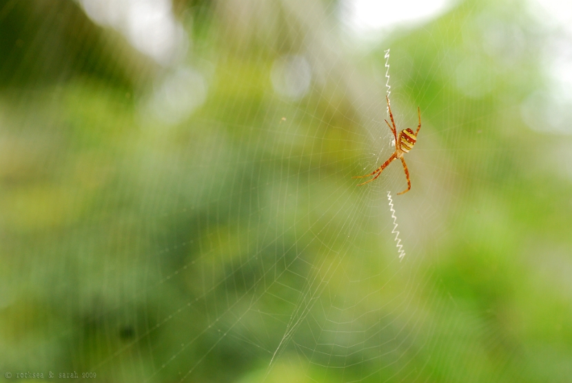 signature spider, argiope anasuja