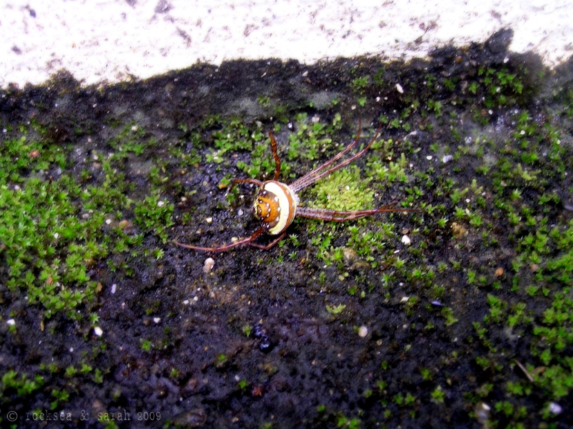 signature spider feigning death, to save its spiderlings