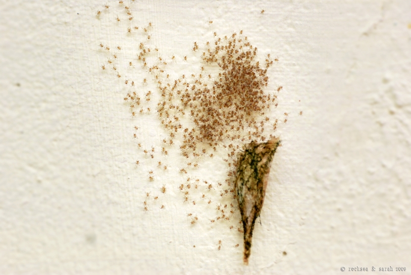 juveniles out of egg, signature spider, argiope anasuja