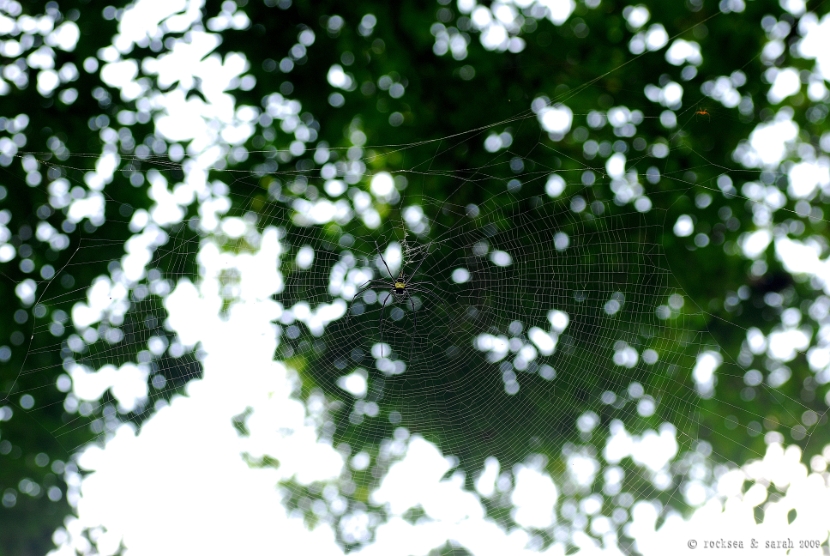 giant wood spider, nephila pilipes, male and female, india